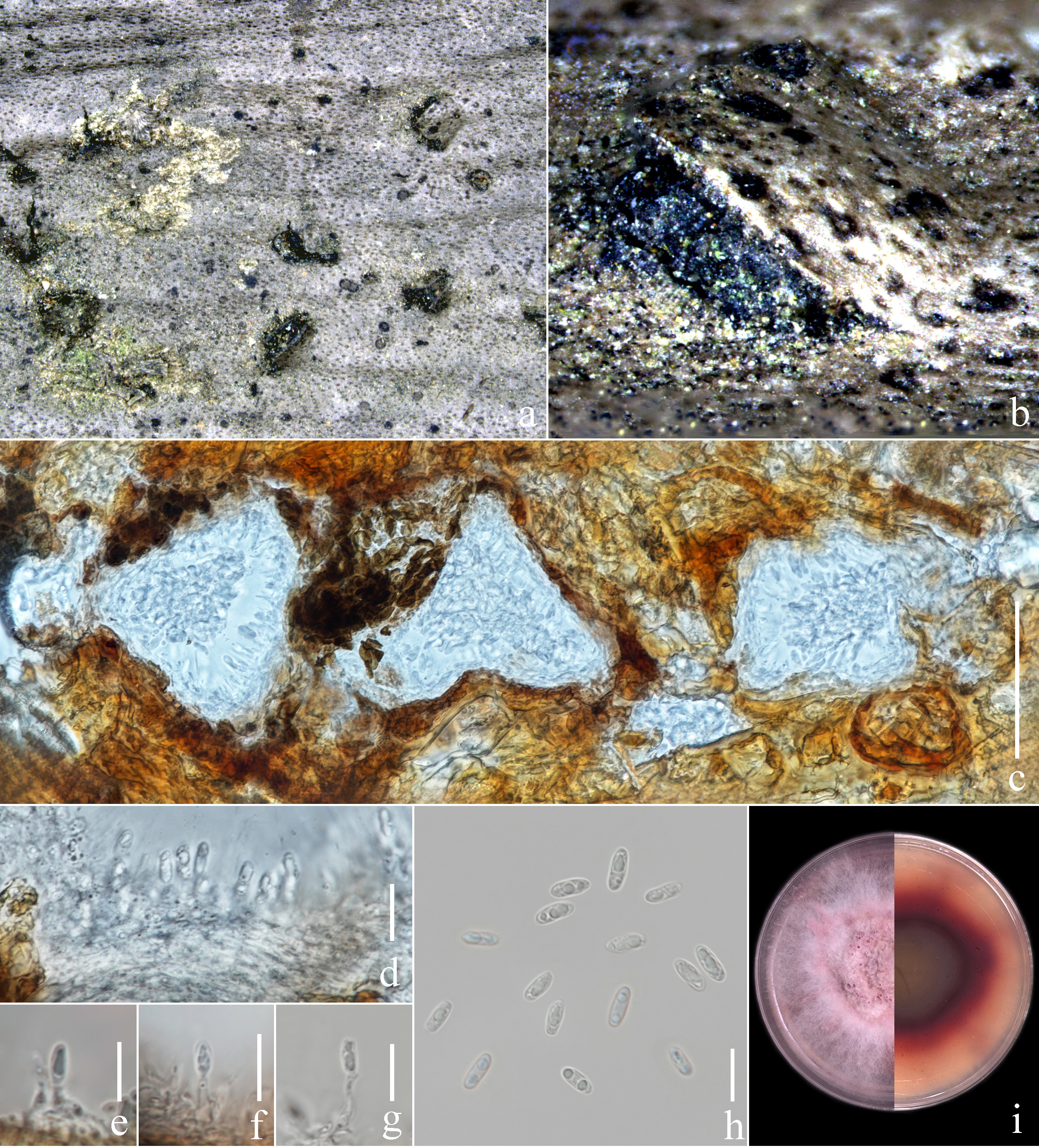 Figure 49